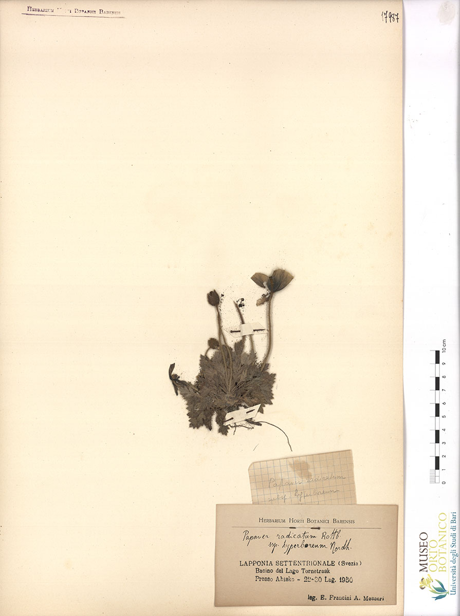 Papaver radicatum Rottb. ssp. hyperboreum Nordh - campione (22-30/07/1950)