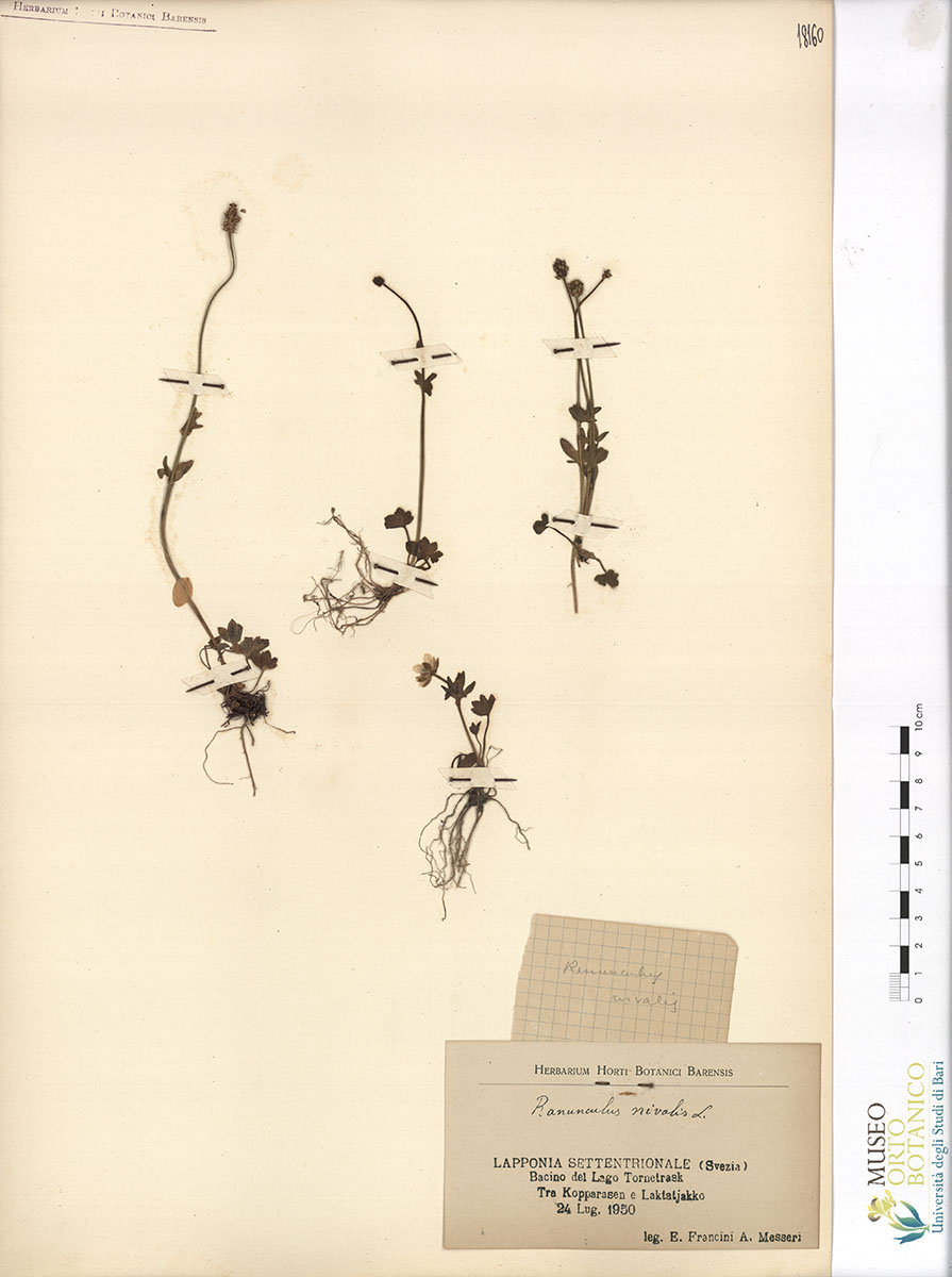 Ranunculus nivalis L - campione (24/07/1950)