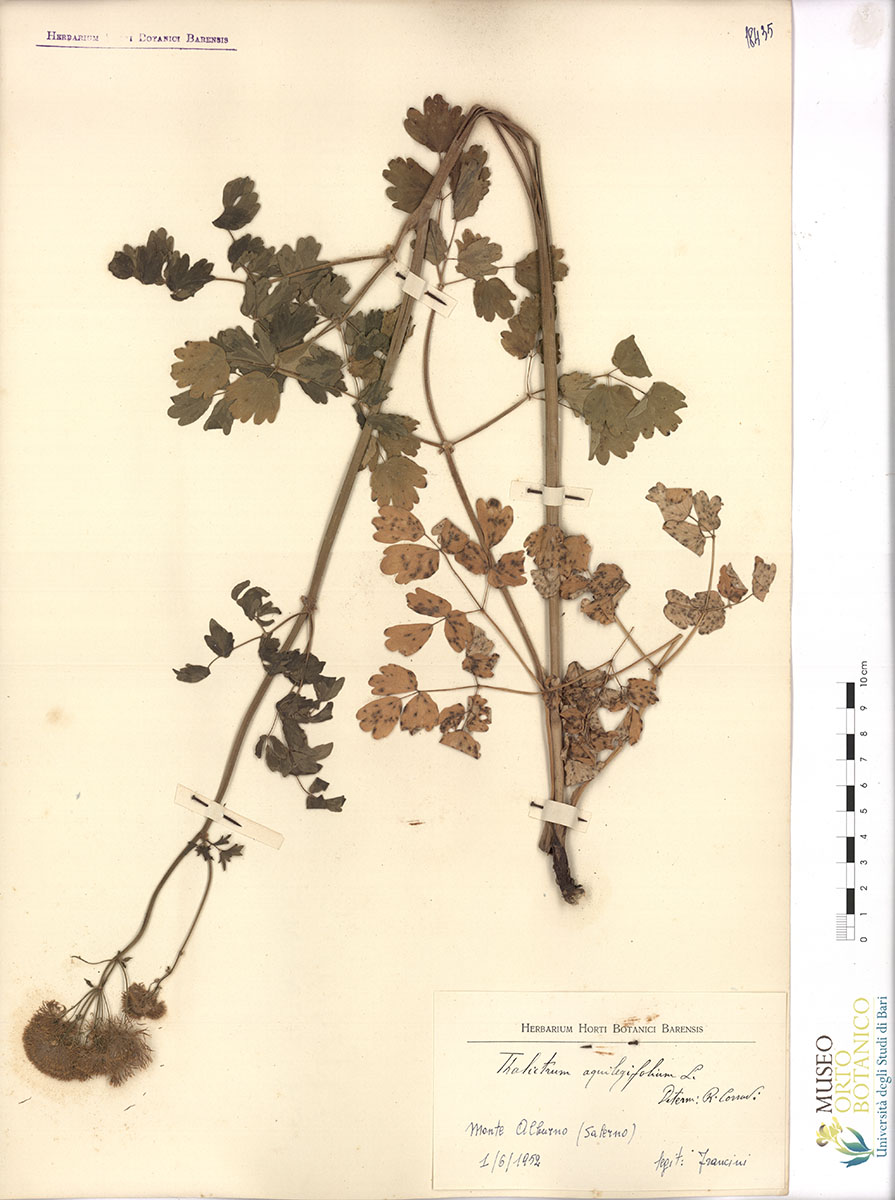 Thalictrum aquilegifolium L - campione (01/06/1952)
