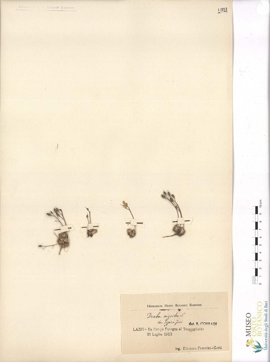 Draba aizoides L. var. typica Fiori - campione (31/07/1953)