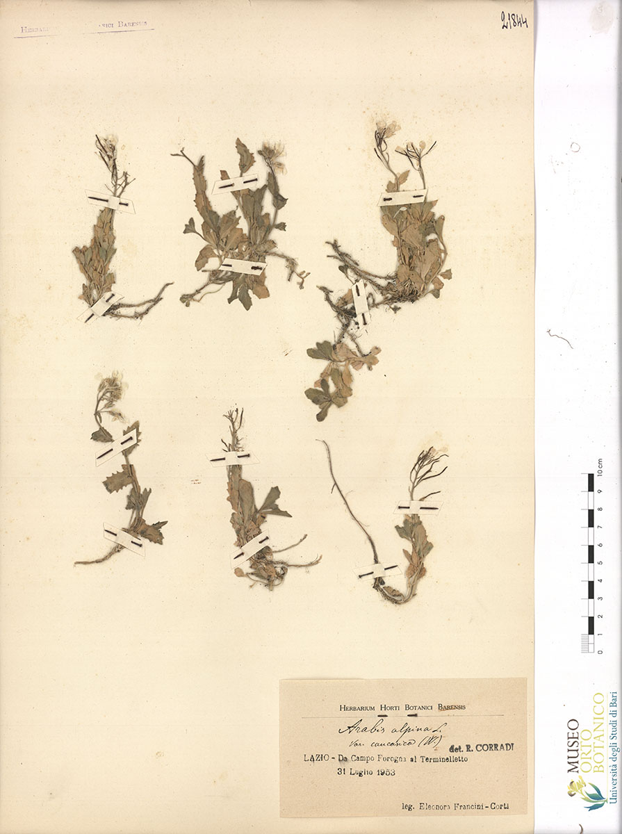 Arabis alpina L. var. caucasica W - campione (31/07/1953)