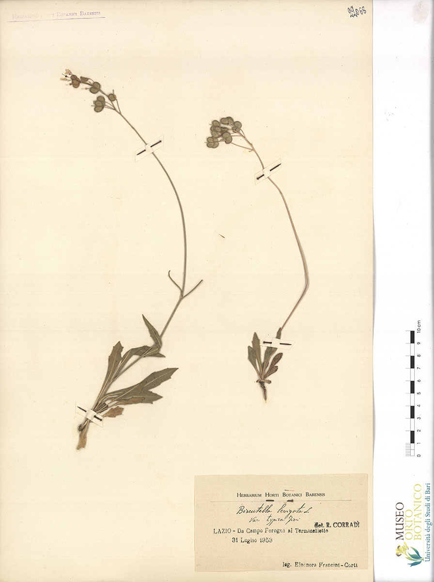 Biscutella levigata L. var. typica Fiori - campione (31/07/1953)