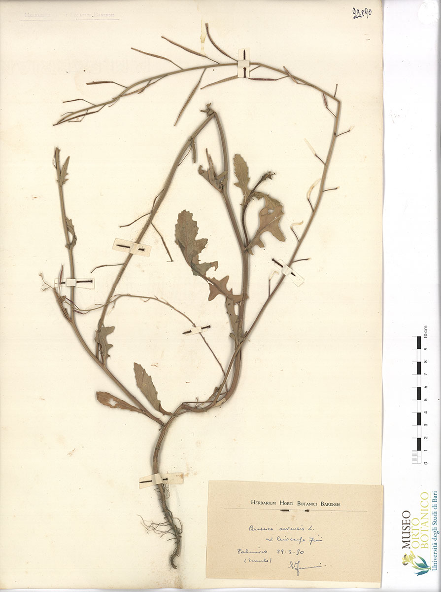 Brassica arvensis L. α lejocarpa Fiori - campione (29/03/1950)