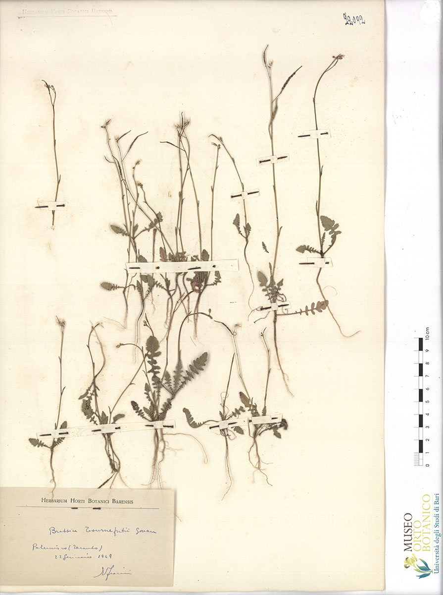 Brassica tournefortii Gouan - campione (22/01/1949)