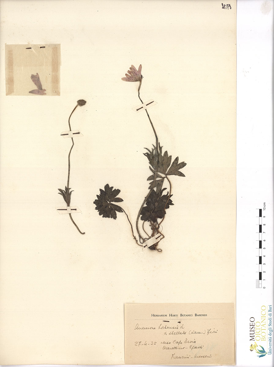 Anemone hortensis L. α stellata (Lam.) Fiori - campione (27/04/1935)