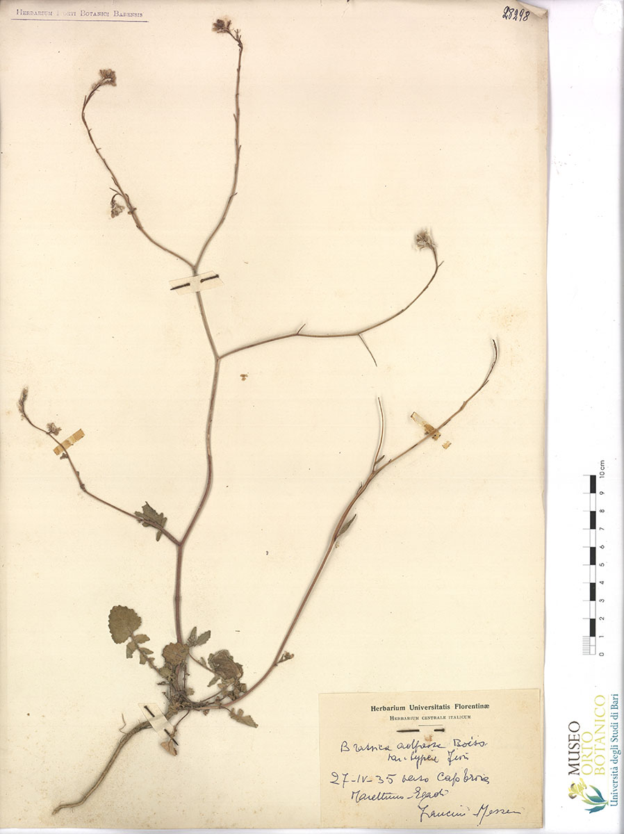 Brassica adpressa Boiss. var. typica Fiori - campione (27/04/1935)