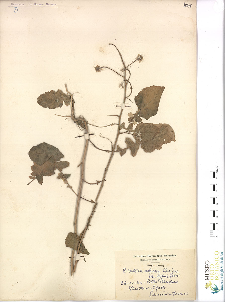 Brassica adpressa Boiss. var. typica Fiori - campione (26/04/1935)
