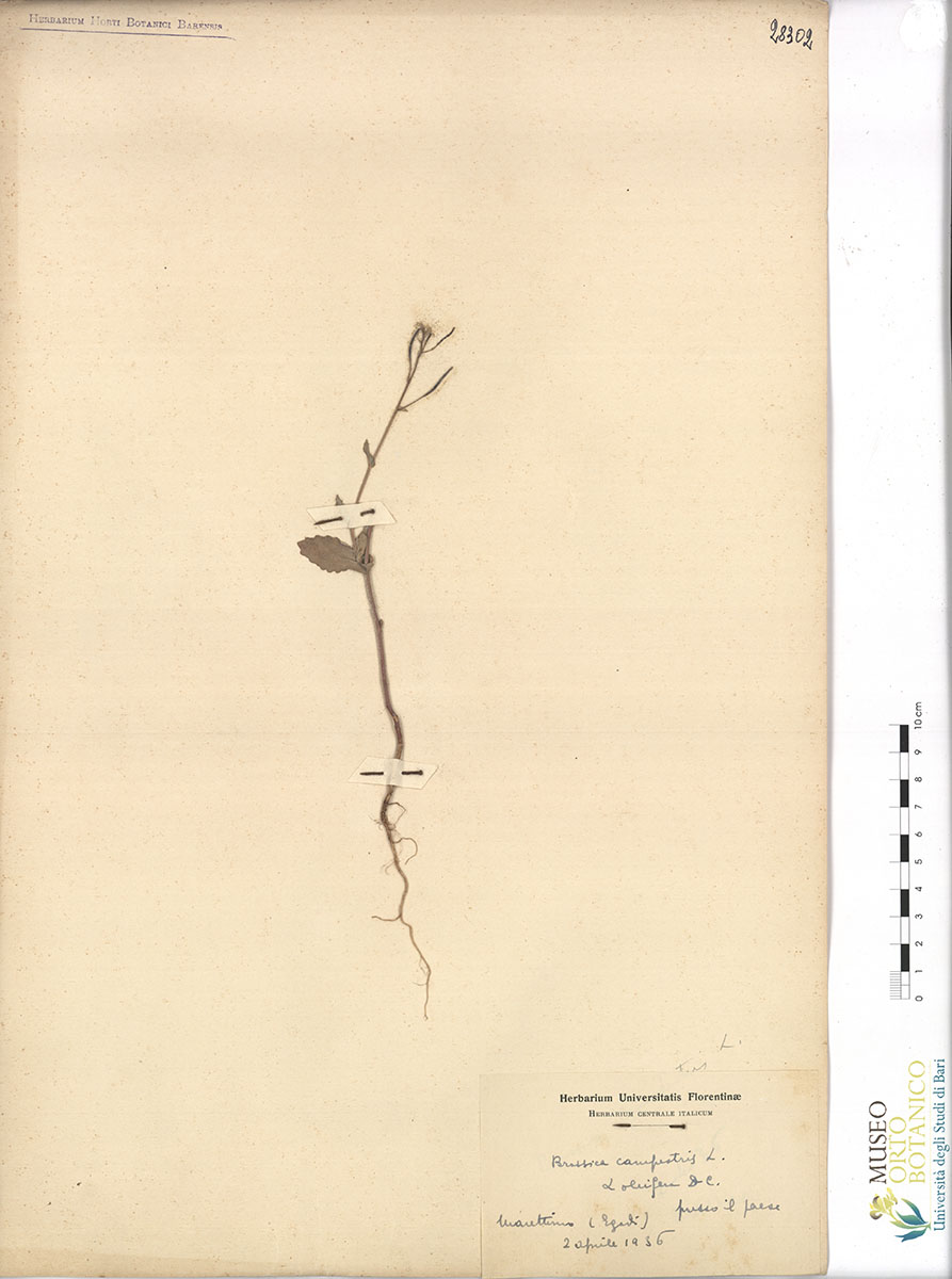 Brassica campestris L. var. α oleifera DC - campione (02/04/1936)