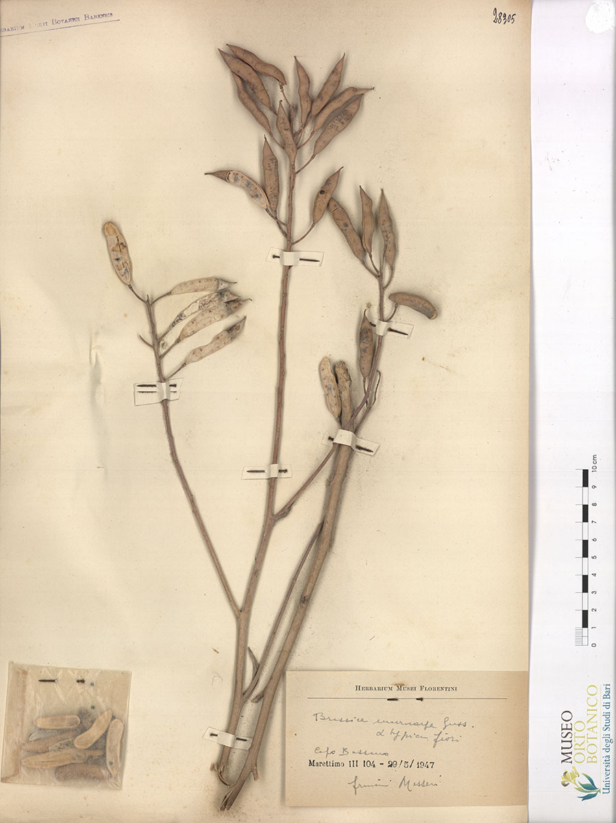 Brassica macrocarpa Guss. var. α typica Fiori - campione (29/05/1947)