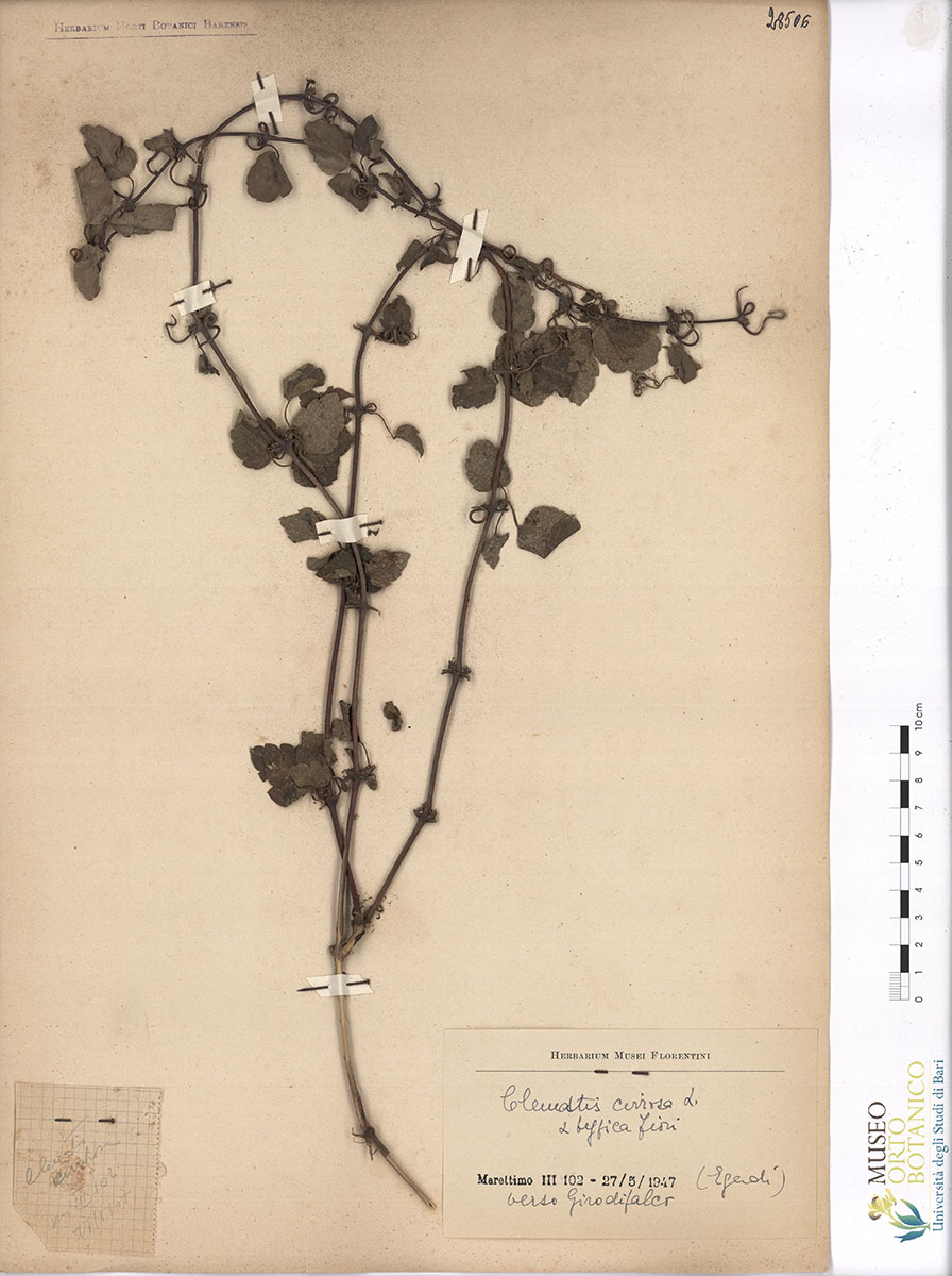 Clematis cirrosa L. var. α typica Fiori - campione (27/05/1947)