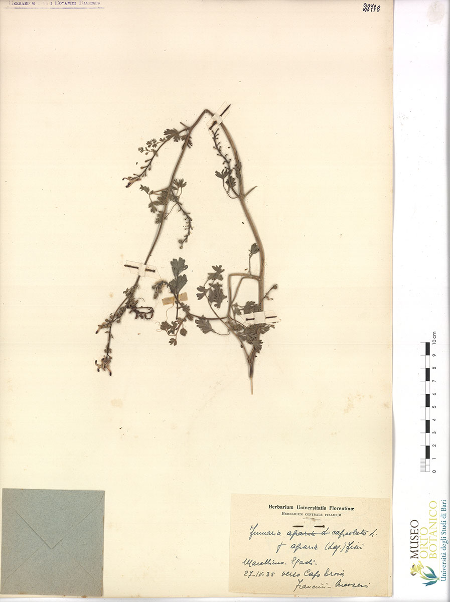 Fumaria capreolata L. var. γ agraria (Lag.) Fiori - campione (27/04/1935)