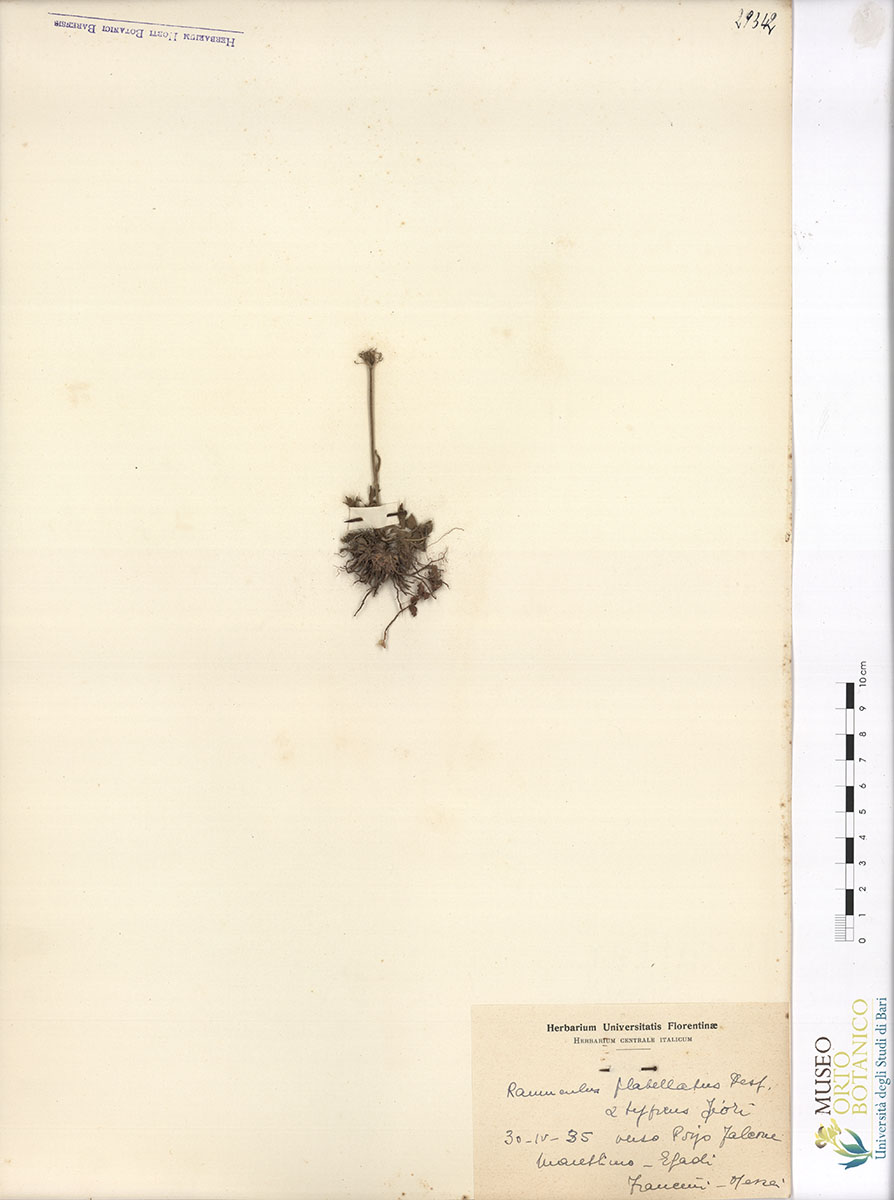 Ranunculus flabellatus Desf. var. α typicus Fiori - campione (30/04/1935)