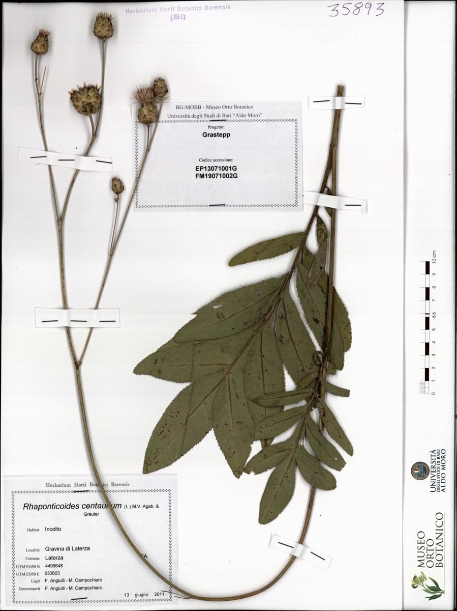 Rhaponticoides centaurium (L.) M.V. Agab. & Greuter - campione (13/06/2011)