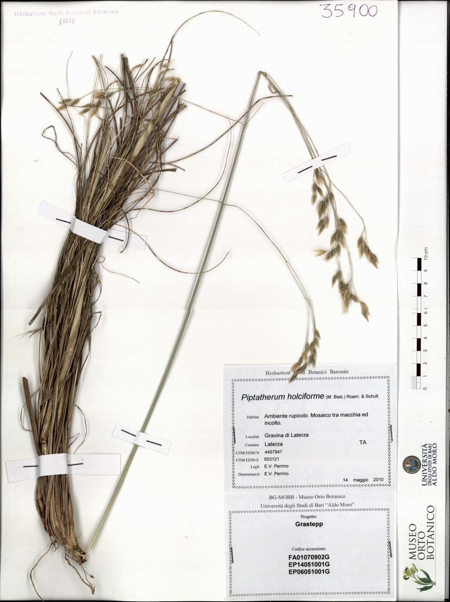 Piptatherum holciforme (M. Bieb.) Roem. & Schult - campione (14/05/2010)