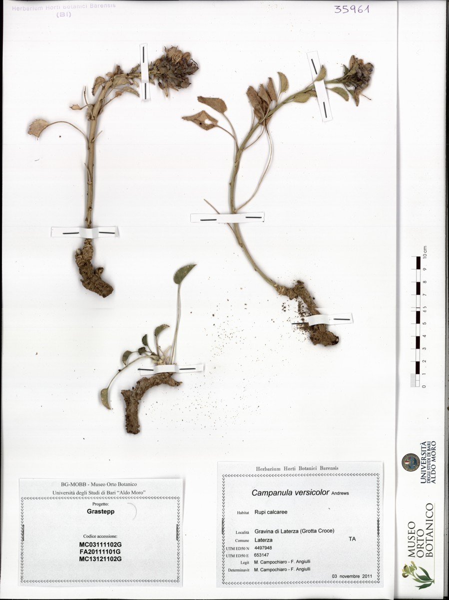 Campanula versicolor Andrews - campione (03/11/2011)