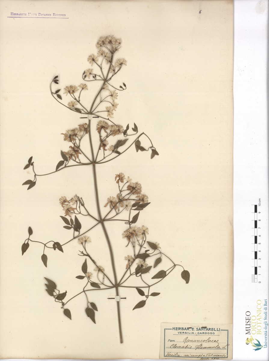 Clematis flammula L - campione (08/1910)