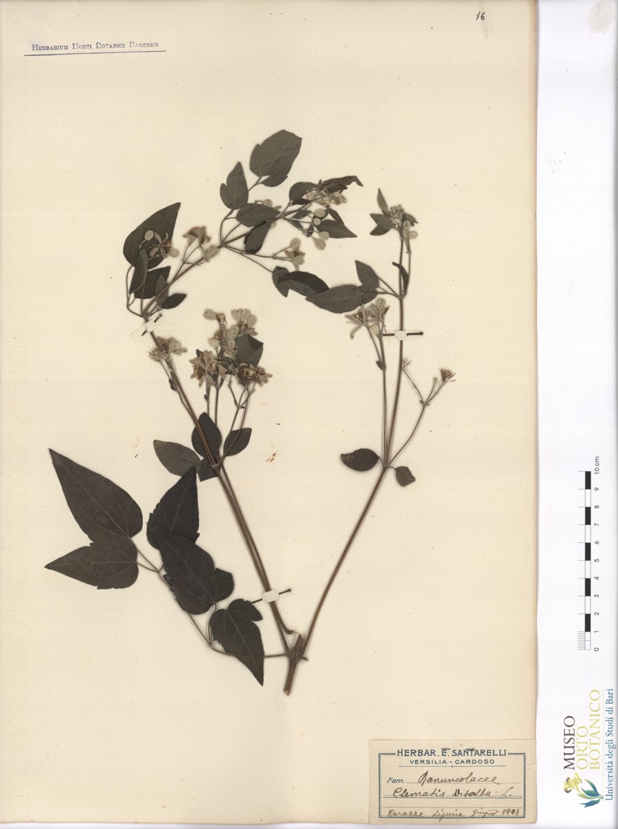 Clematis vitalba L - campione (06/1908)