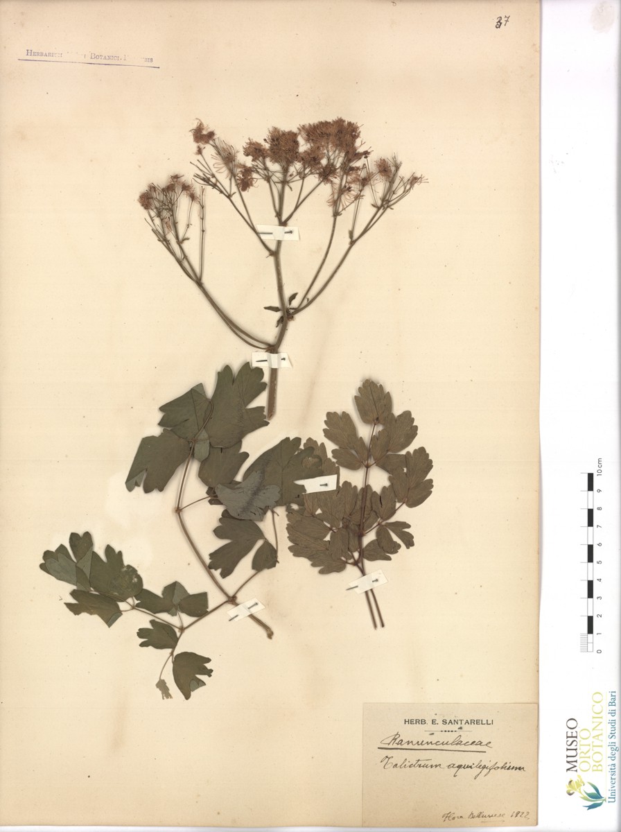 Thalictrum aquilegiifolium L - campione (1922)