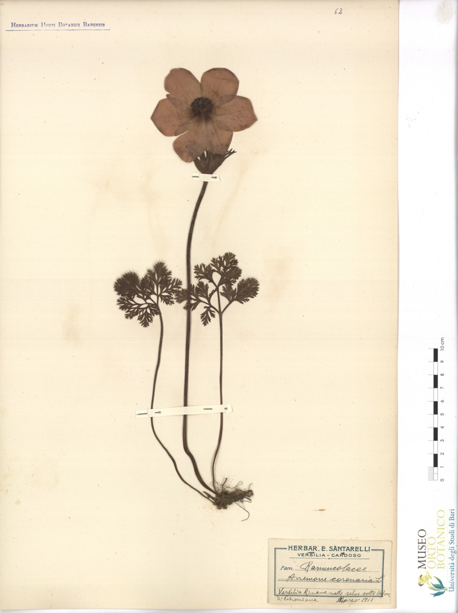 Anemone coronaria L - campione (03/1911)