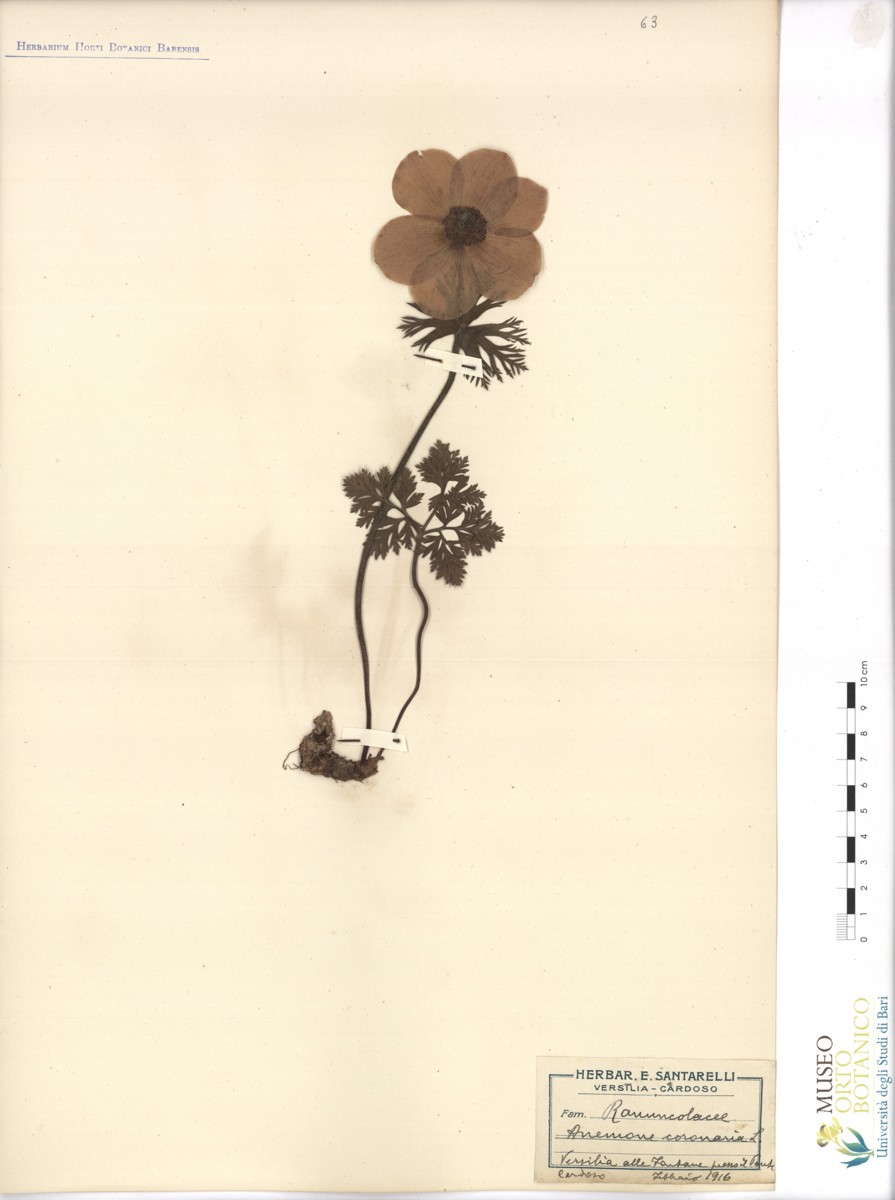 Anemone coronaria L - campione (02/1916)