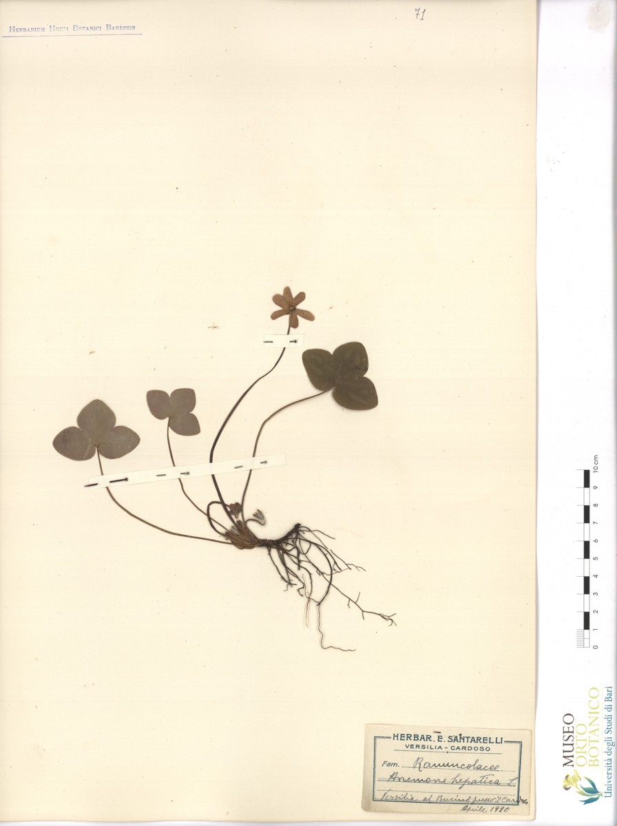 Anemone hepatica L - campione (04/1920)