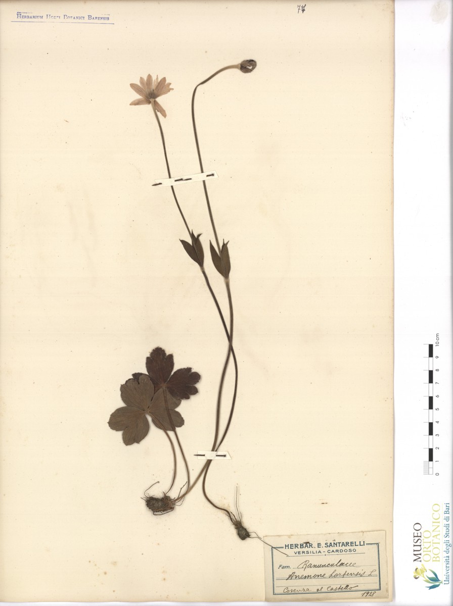 Anemone hortensis L - campione (1928)