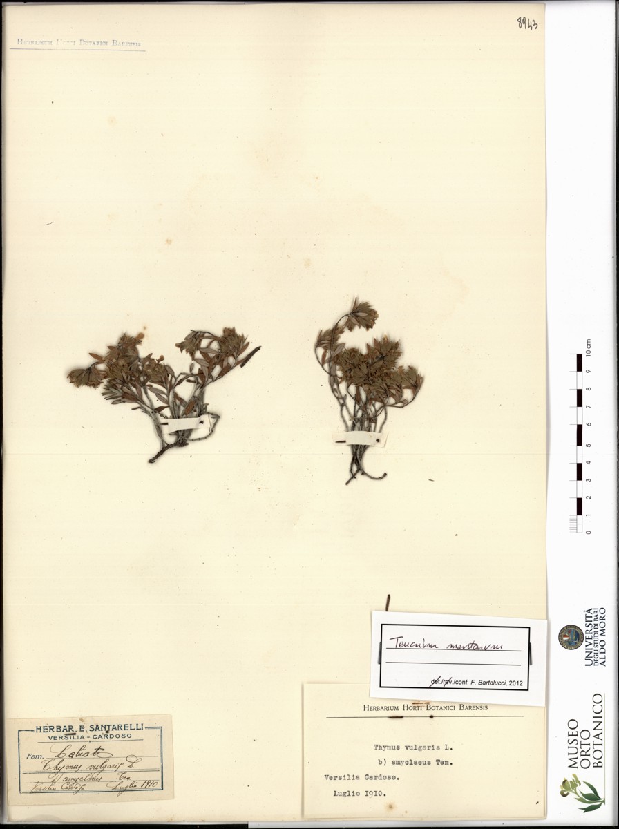 Thymus vulgaris L. β amyclaeus Ten - campione (07/1910)