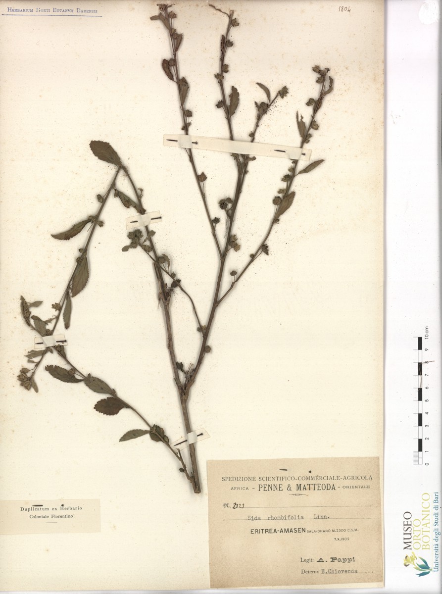 Sida rhombifolia L - campione