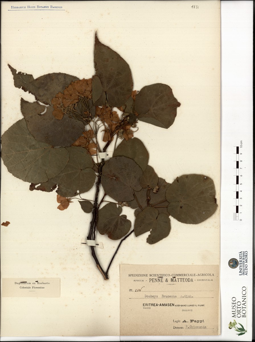 Dombeya bruceana A. Rich - campione