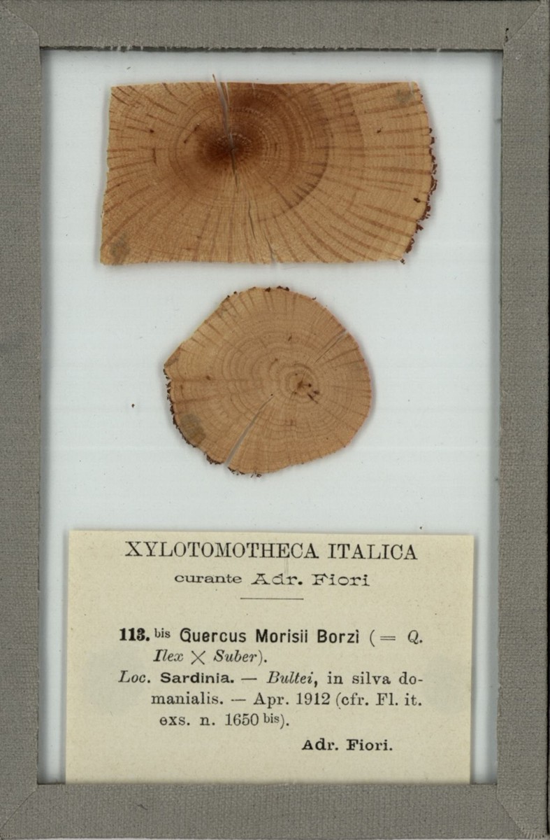 Quercus morisii Borzì - campione