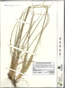 Ammophila arenaria (Beauv.) Rothm - campione (29/05/1999)
