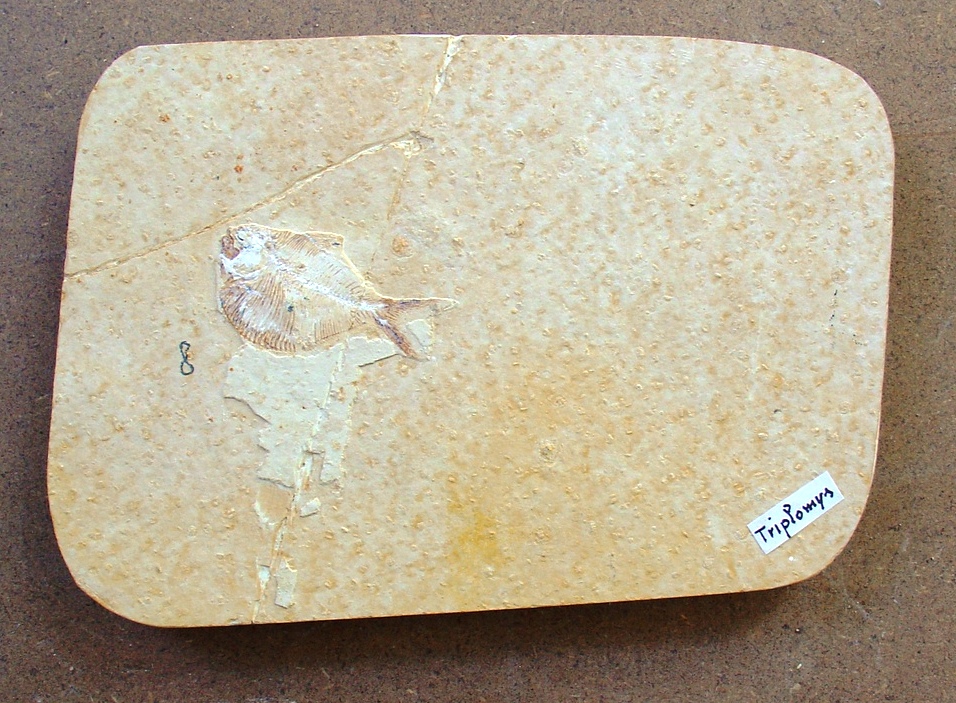 fossile (pesce, esemplare)