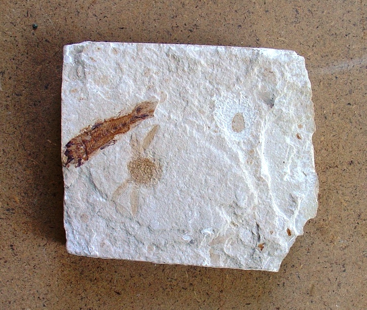 fossile (pesce, esemplare)