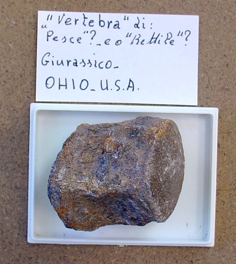fossile (vertebra, esemplare)