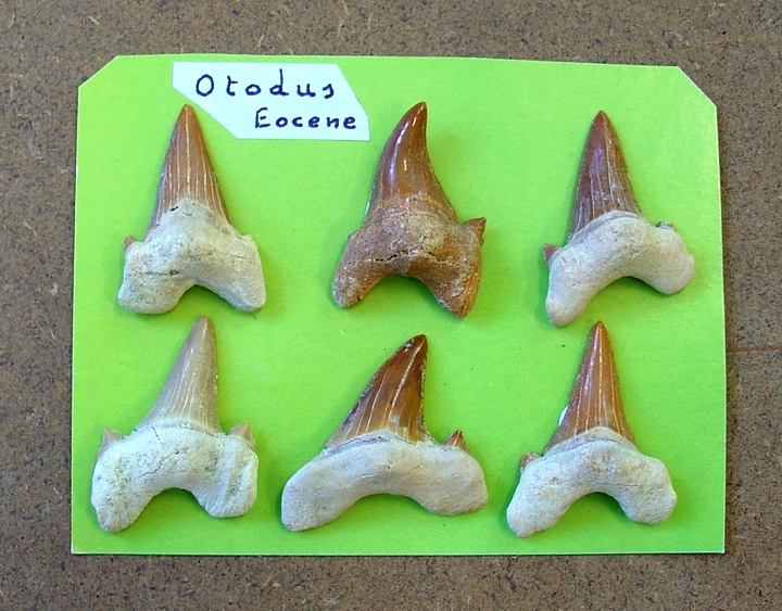 fossile (denti di squalo, esemplare)