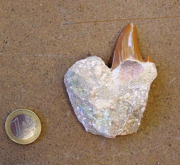 fossile (denti di vertebrato, esemplare)