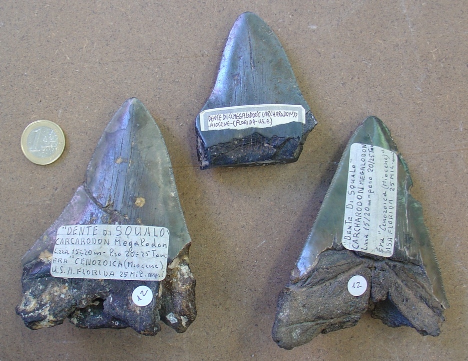 fossile (denti di squalo, esemplare)