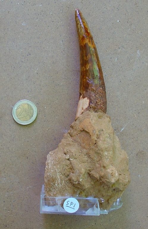 fossile (dente di spinosauro, esemplare)