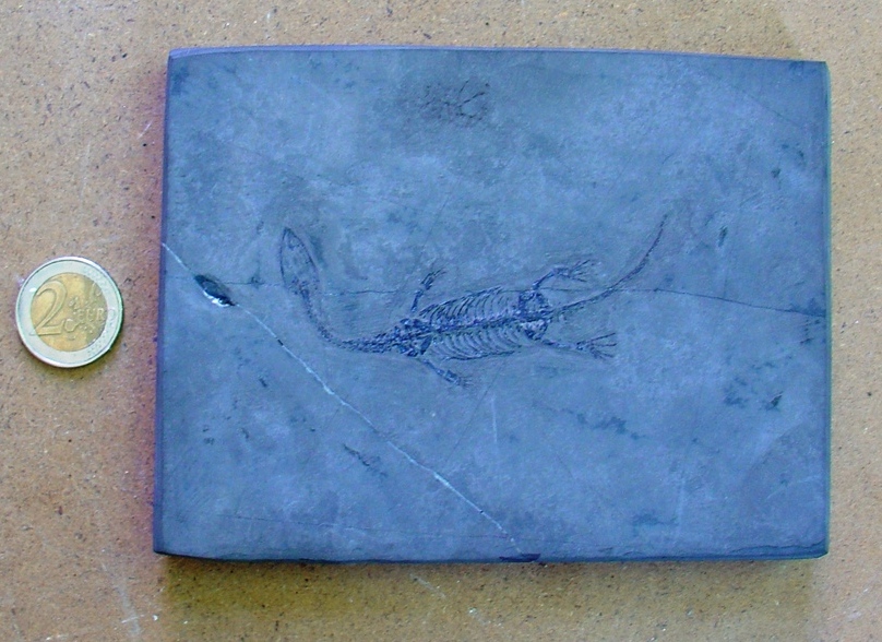 fossile (rettile, esemplare)