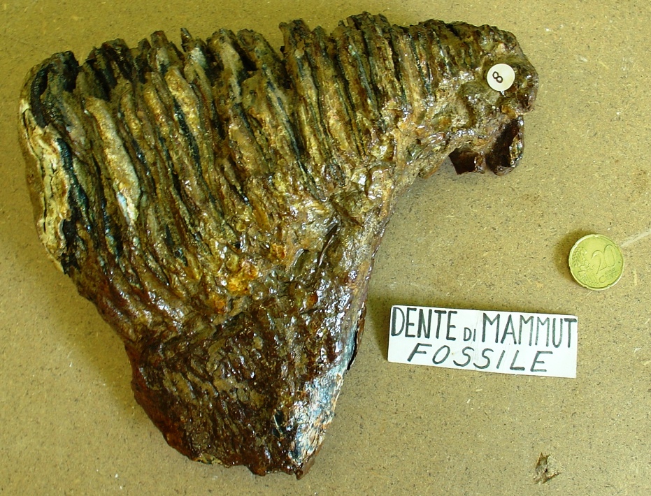 fossile (dente di mammut, esemplare)