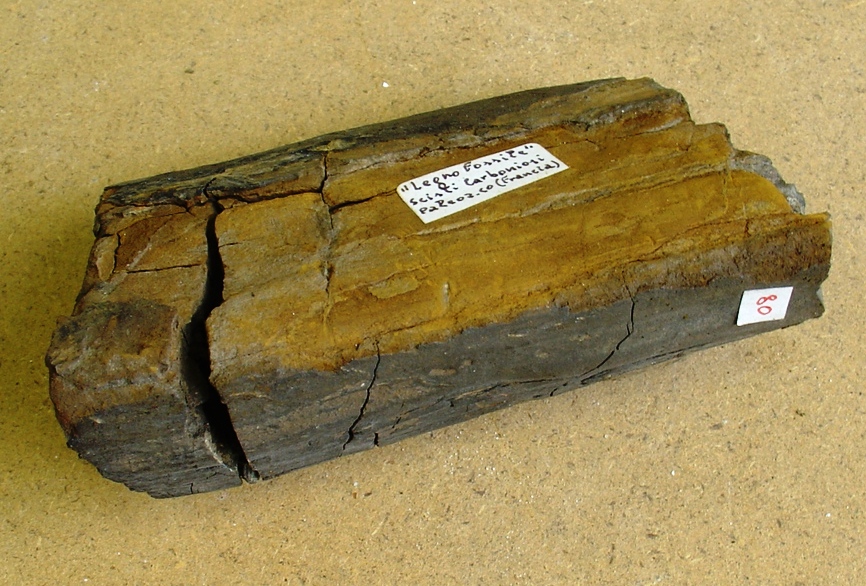 fossile (legno fossilizzato)