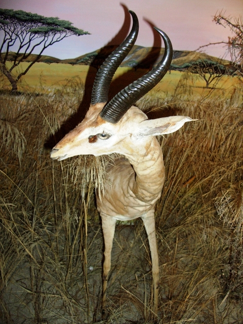 Antilope giraffa (esemplare)