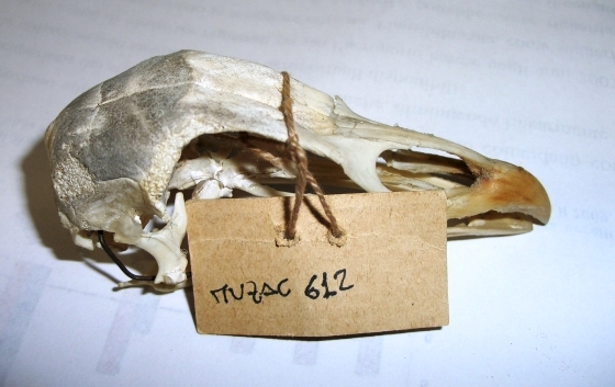gallo (esemplare)