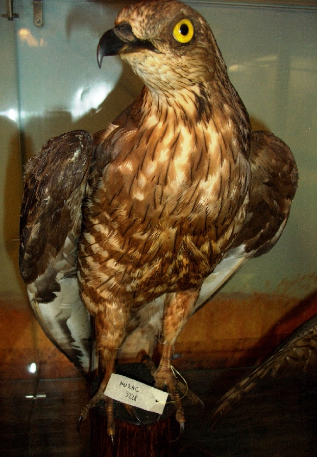 Falco pecchiaiolo (esemplare)