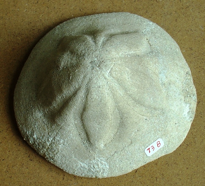 fossile (echinoderma, esemplare)