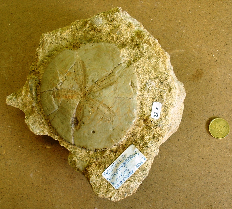 fossile (echinoderma, esemplare)