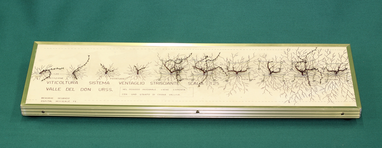 modello, di allevamento della vite - ventaglio strisciante della Valle del Don (seconda metà sec. XX)