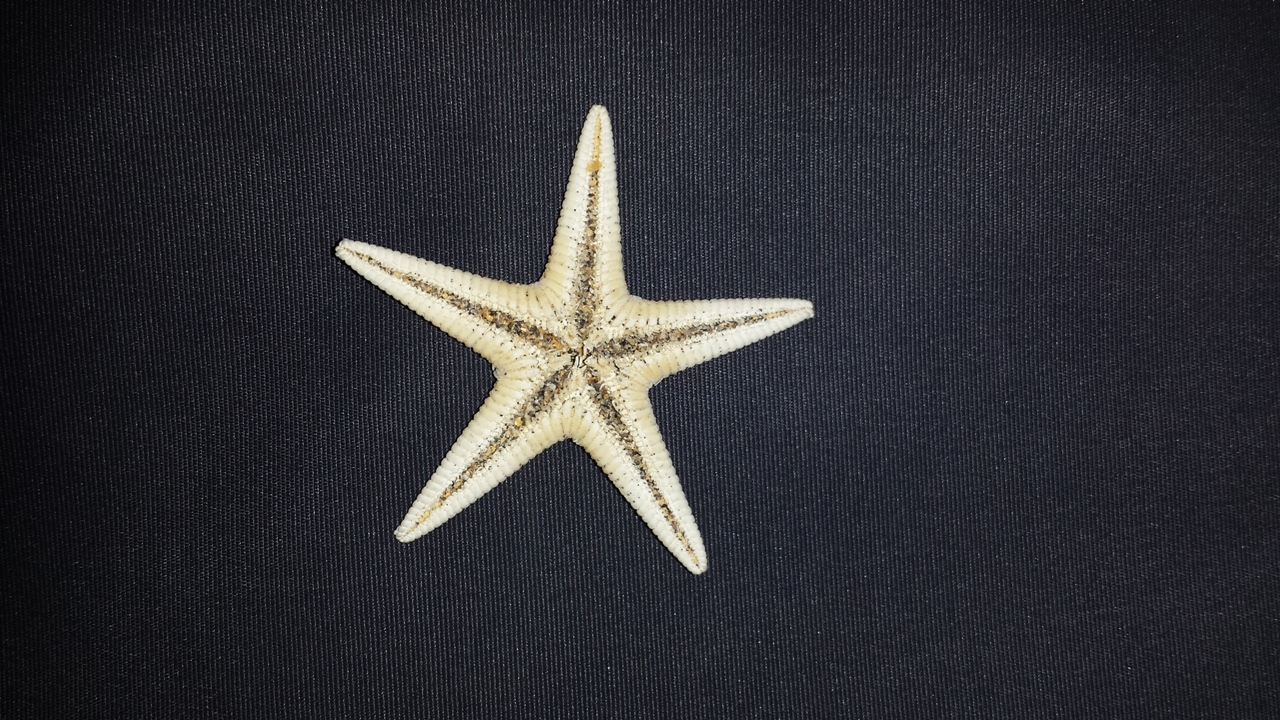 stella di mare (esemplare)