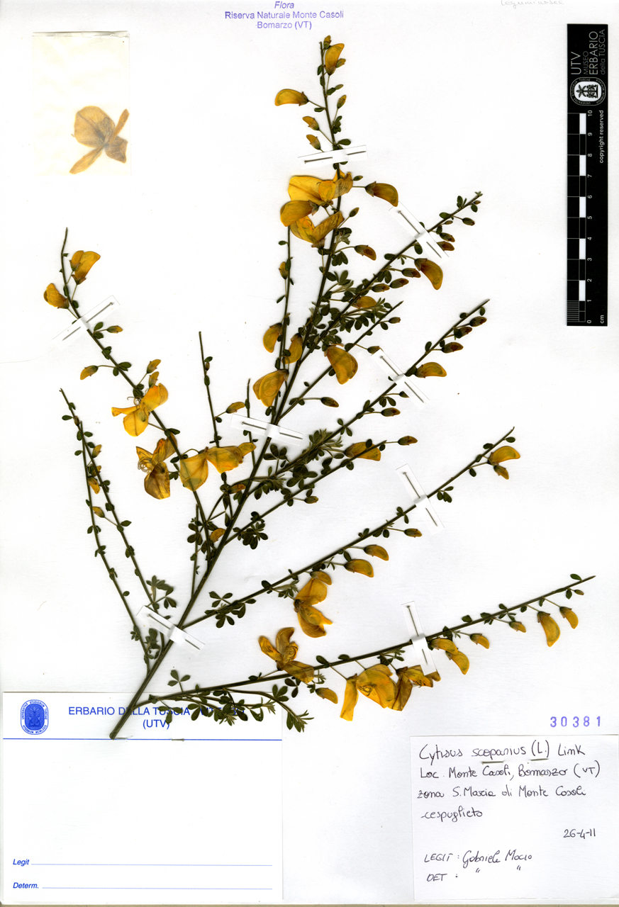 Cytisus scoparius (L.) Link - campione (2011/04/26)