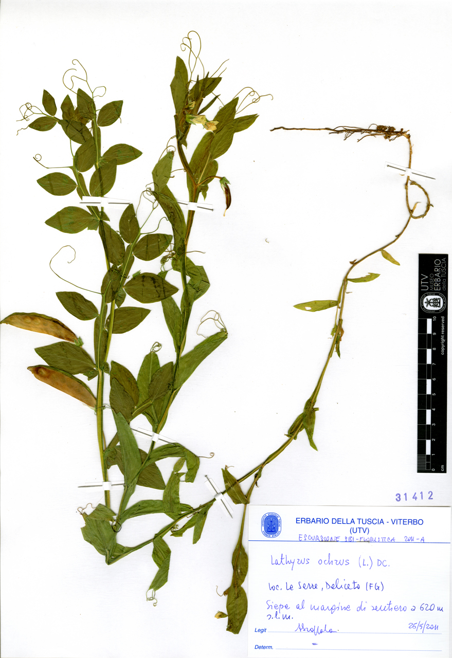 Lathyrus ochrus (L.) DC - campione (2011/05/26)